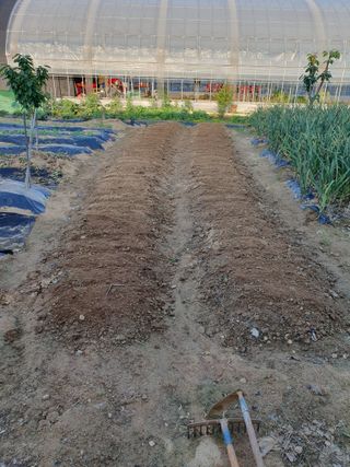 이철우님의 금쪽같은 내 작물 자랑하기 · 참여 작성글 사진