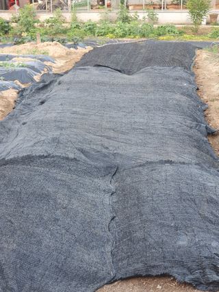 이철우님의 금쪽같은 내 작물 자랑하기 · 참여 작성글 사진