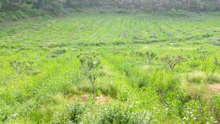 산초박님의 기타작물 · 자유게시판 작성글 사진