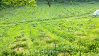 산초박님의 기타작물 · 자유게시판 작성글 사진