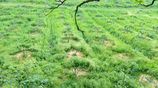 산초박님의 기타작물 · 자유게시판 작성글 사진