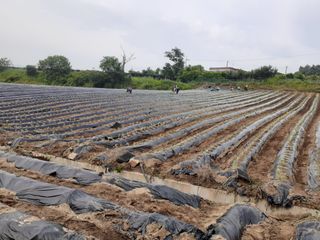 김성식님의 참깨 · 자유게시판 작성글 사진