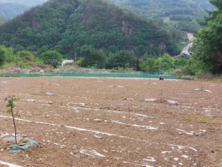 남기천 농민님의 금쪽같은 내 작물 자랑하기·참여 작성글 사진