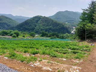 남기천 농민님의 금쪽같은 내 작물 자랑하기 · 참여 작성글 사진
