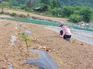 남기천 농민님의 금쪽같은 내 작물 자랑하기 · 참여 작성글 사진