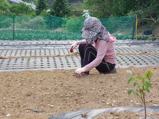 남기천 농민님의 금쪽같은 내 작물 자랑하기 · 참여 작성글 사진