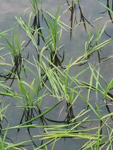 팜모닝 벼·자유게시판 게시글 이미지