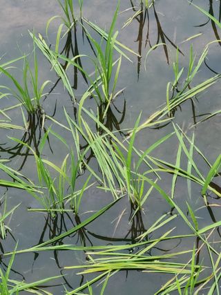 오학봉(멀티팜)님의 벼 · 자유게시판 작성글 사진