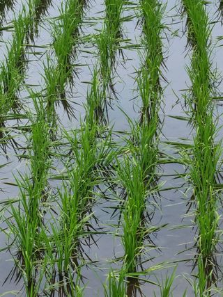 오학봉(멀티팜)님의 벼 · 자유게시판 작성글 사진