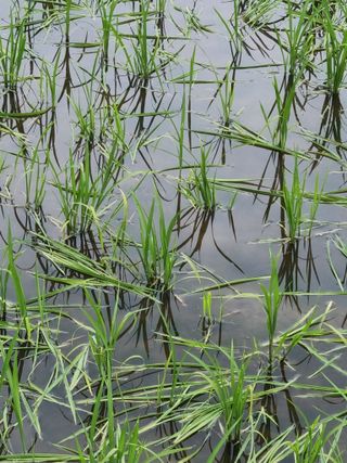 오학봉(멀티팜)님의 벼 · 자유게시판 작성글 사진