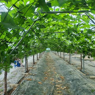 이대영님의 금쪽같은 내 작물 자랑하기 · 참여 작성글 사진