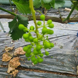 이대영님의 금쪽같은 내 작물 자랑하기 · 참여 작성글 사진