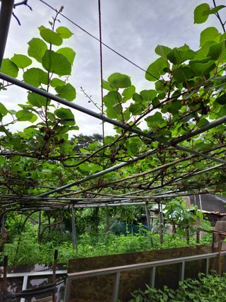서동윤님의 금쪽같은 내 작물 자랑하기 · 참여 작성글 사진