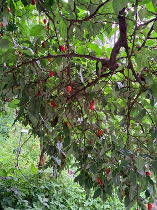서동윤님의 금쪽같은 내 작물 자랑하기 · 참여 작성글 사진