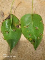 팜모닝 배·병해충상담 게시글 이미지