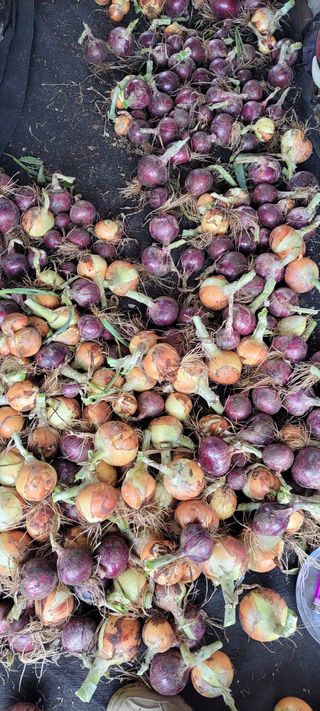 김중언님의 양파 · 자유게시판 작성글 사진