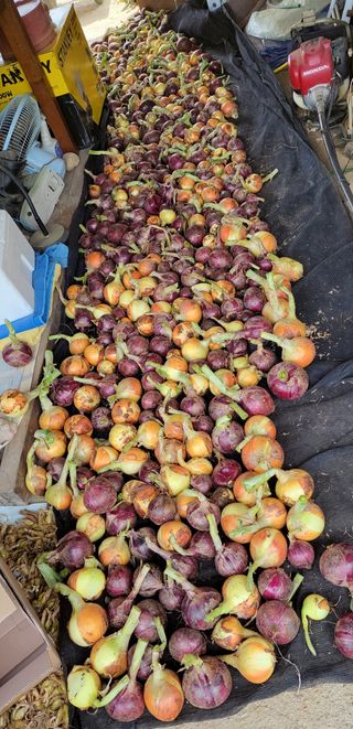 김중언님의 양파 · 자유게시판 작성글 사진