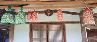 김중언님의 양파 · 자유게시판 작성글 사진