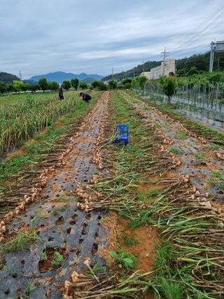 마늘6843님의 마늘 · 수확 작성글 사진