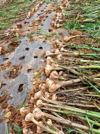 마늘6843님의 마늘 · 수확 작성글 사진