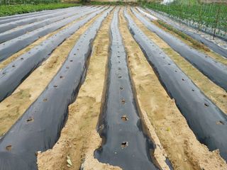 최남옥님의 콩 · 자유게시판 작성글 사진