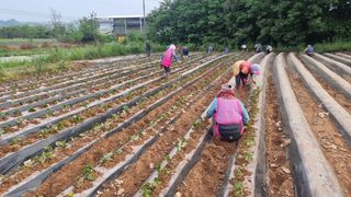 김동수님의 고구마 · 자유게시판 작성글 사진