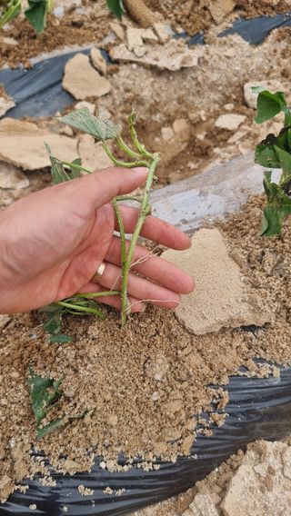 김동수님의 고구마 · 자유게시판 작성글 사진