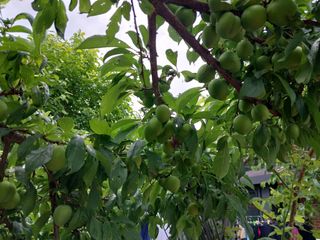 금동이네님의 금쪽같은 내 작물 자랑하기 · 참여 작성글 사진