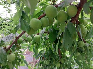 금동이네님의 금쪽같은 내 작물 자랑하기 · 참여 작성글 사진