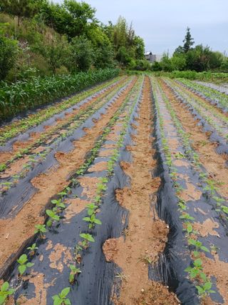 조봉순 님의 금쪽같은 내 작물 자랑하기·참여 작성글 사진