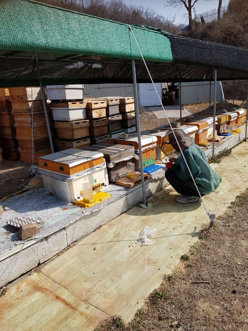 장터 상품 [양봉 벌(계상) 분양합니다] 썸네일