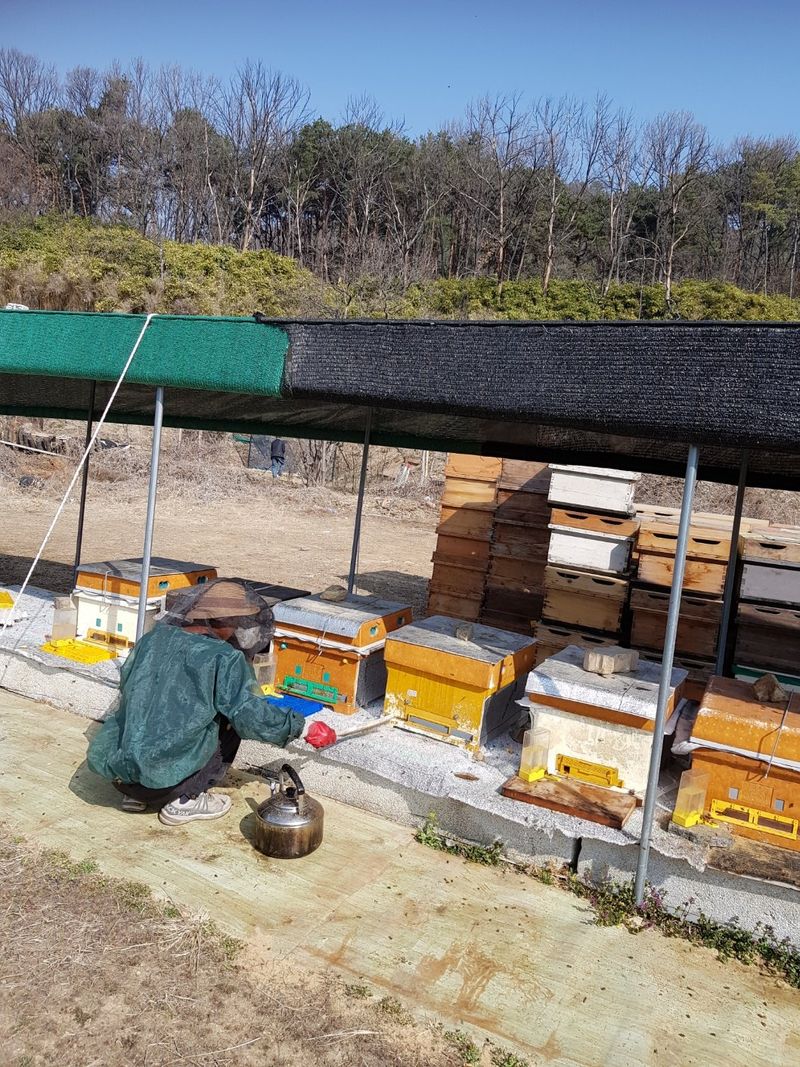 인흥벌꿀농장님의 장터 판매 상품 [양봉 벌(계상) 분양합니다] 첨부 사진