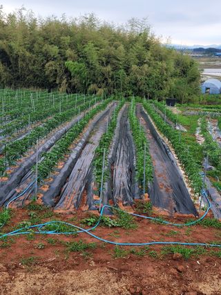 왕초보농사꾼님의 금쪽같은 내 작물 자랑하기 · 참여 작성글 사진
