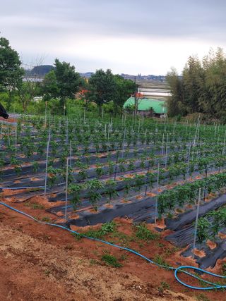 왕초보농사꾼님의 금쪽같은 내 작물 자랑하기 · 참여 작성글 사진