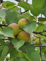 팜모닝 금쪽같은 내 작물 자랑하기·참여 게시글 이미지