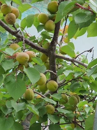 jush님의 금쪽같은 내 작물 자랑하기 · 참여 작성글 사진