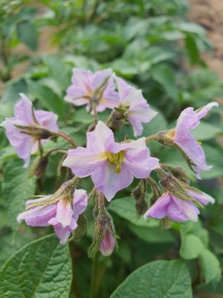 jush님의 금쪽같은 내 작물 자랑하기 · 참여 작성글 사진