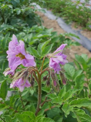 jush님의 금쪽같은 내 작물 자랑하기 · 참여 작성글 사진