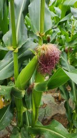 팜모닝 옥수수·자유게시판 게시글 이미지