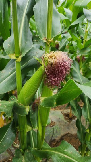 율촌 김은숙님의 옥수수 · 자유게시판 작성글 사진