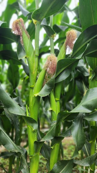 율촌 김은숙님의 옥수수 · 자유게시판 작성글 사진