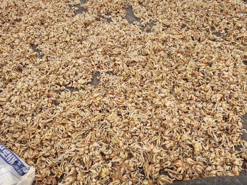 민들레님의 장터 판매 상품 [판매완료] 첨부 사진