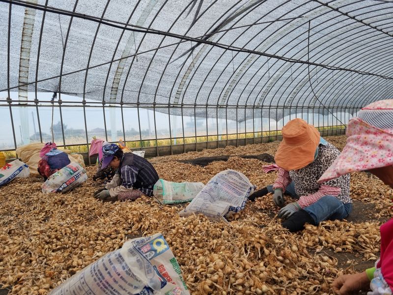 민들레님의 장터 판매 상품 [판매완료] 첨부 사진