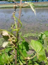 팜모닝 포도·병해충상담 게시글 이미지