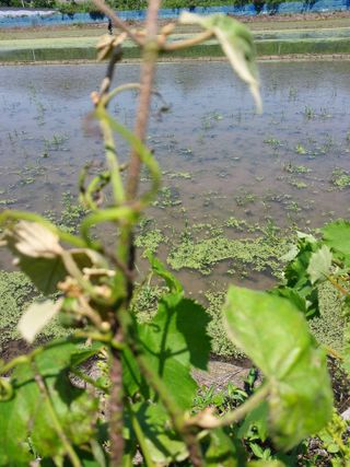 황공이오님의 포도 · 병해충상담 작성글 사진