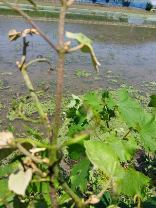 황공이오님의 포도 · 병해충상담 작성글 사진