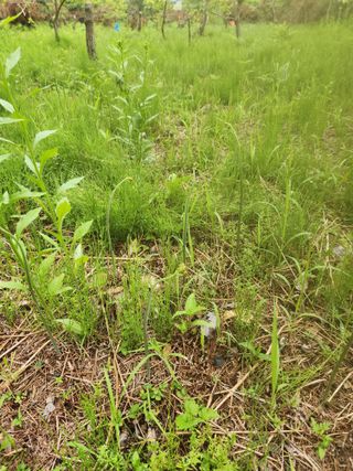 임태빈탑정호주말농장님의 기타작물 · 자유게시판 작성글 사진