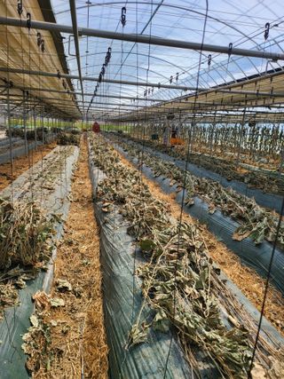 이혜인님의 금쪽같은 내 작물 자랑하기 · 참여 작성글 사진