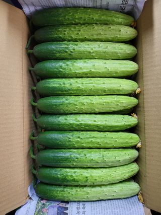 이혜인님의 금쪽같은 내 작물 자랑하기 · 참여 작성글 사진