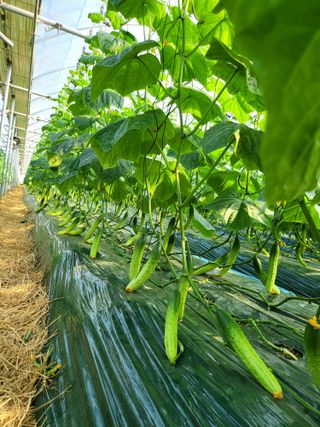 이혜인님의 금쪽같은 내 작물 자랑하기 · 참여 작성글 사진